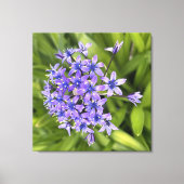 ポルトガルのスクイル花クローズアップ自然写真 キャンバスプリント (正面)