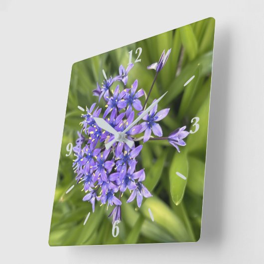 ポルトガルのスクイル花クローズアップ自然写真 スクエア壁時計 (傾斜)