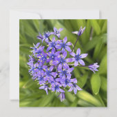 ポルトガルのスクイル花クローズアップ自然写真 ノートカード (裏面)