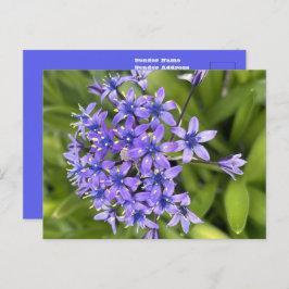 ポルトガルのスクイル花クローズアップ自然写真 ポストカード