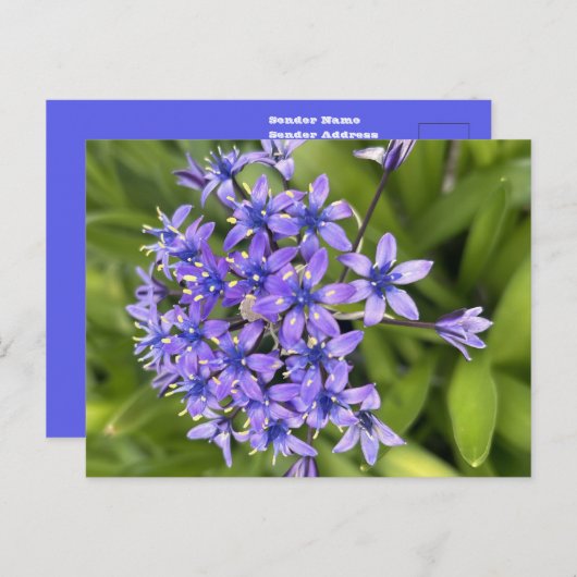 ポルトガルのスクイル花クローズアップ自然写真 ポストカード (正面/裏面)