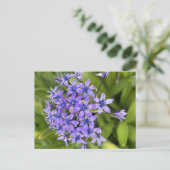 ポルトガルのスクイル花クローズアップ自然写真 ポストカード (スタンド正面)