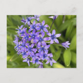 ポルトガルのスクイル花クローズアップ自然写真 ポストカード (正面)