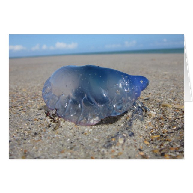 ポルトガルの人o」戦争II (正面横)