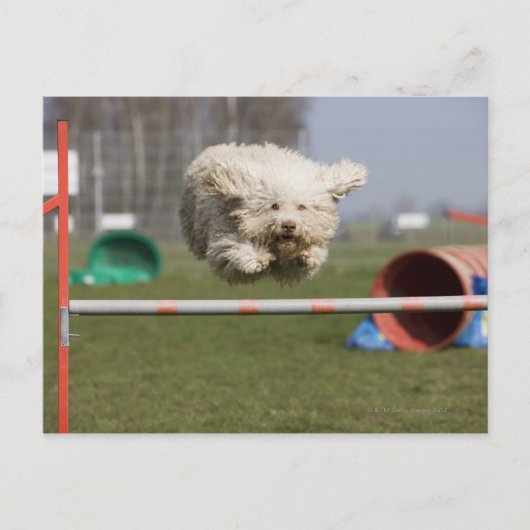 ポルトガルの水犬がハードルを跳び越える ポストカード (正面)