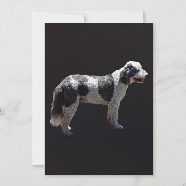 ポルトガルの水犬 (正面)