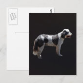 ポルトガルの水犬 ポストカード (正面/裏面)