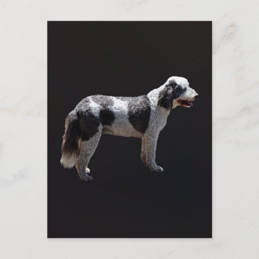 ポルトガルの水犬 ポストカード (正面)