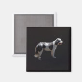 ポルトガルの水犬 マグネット (正面/裏面)