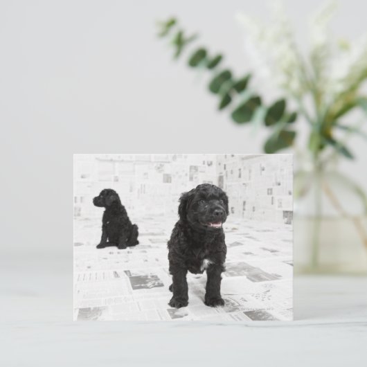 ポルトガルの水道犬が部屋で子犬を2匹飼う ポストカード (スタンド正面)