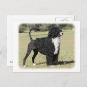 ポルトガル水犬9Y510D-145 ポストカード (正面/裏面)