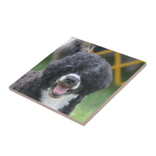 ポルトガル水犬 タイル (側面)