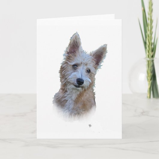 ポルトガル語Podengo カード (正面)