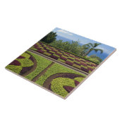 ポルトガル、マデイラ島、フンカル。植物学の タイル (側面)