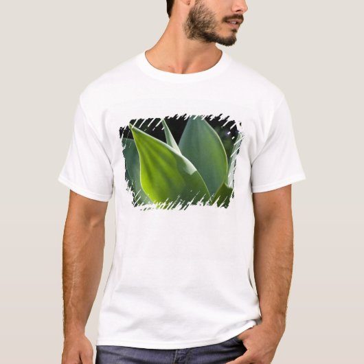 ポルトガル、マデイラ島、フンシャル。植物園 Tシャツ (正面)