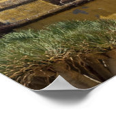 ポルトガル、マデイラ島、フンシャル。歴史的 ポスター (角)