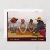 ポルトフォルモソ茶園 ポストカード (正面/裏面)