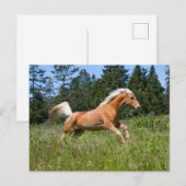 ポロミノの馬が牧草地を駆ける ポストカード (正面/裏面)