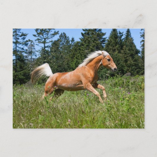 ポロミノの馬が牧草地を駆ける ポストカード (正面)