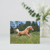 ポロミノの馬が牧草地を駆ける ポストカード (スタンド正面)