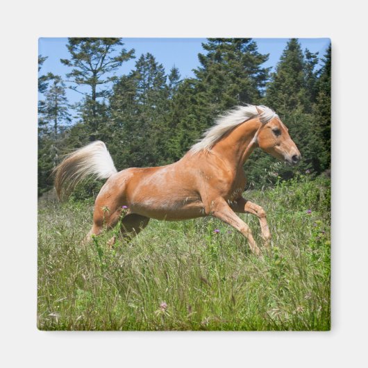 ポロミノの馬が牧草地を駆ける マグネット (正面)