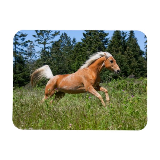 ポロミノの馬が牧草地を駆ける マグネット (横)