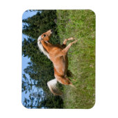 ポロミノの馬が牧草地を駆ける マグネット (縦)