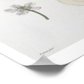 ポワール・ダンゲ、ボコートが彫り、1755年発行 ポスター (角)