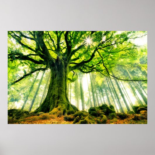 ポンツスブナ ポスター (正面)