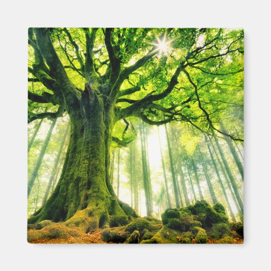 ポンツスブナ マグネット (正面)