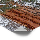 ポンデローサの松の木の枝に雪が満ちている ポスター (角)