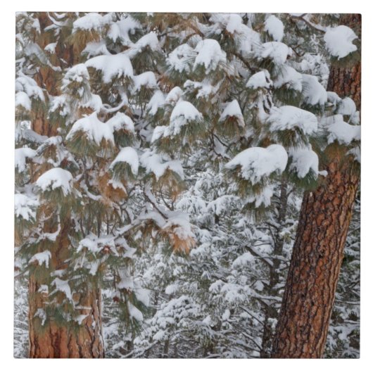 ポンデローサパインの木の枝に雪が一杯 タイル (正面)