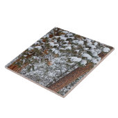 ポンデローサパインの木の枝に雪が一杯 タイル (側面)