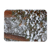 ポンデローサパインの木の枝に雪が積もる マグネット (横)