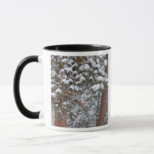 ポンデローサパインの枝に雪が積もる マグカップ (左)