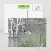 ポンドガチョウ ポストカード (正面/裏面)