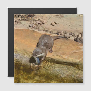 **「ポンドサイドの饗宴:カワウソと彼のキャッチ**