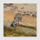 **「ポンドサイドの饗宴：カワウソと彼のキャッチ** (正面)