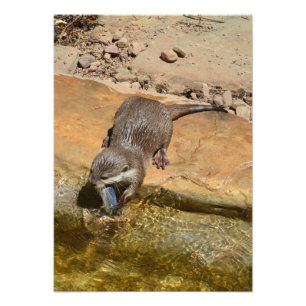 **「ポンドサイドの饗宴:カワウソと彼のキャッチ** フォトプリント