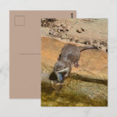 **「ポンドサイドの饗宴:カワウソと彼のキャッチ** ポストカード (正面/裏面)