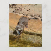 **「ポンドサイドの饗宴:カワウソと彼のキャッチ** ポストカード (正面)