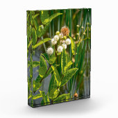 ポンドサイドエレガンス：フラワーイン開花 フォトブロック (左)