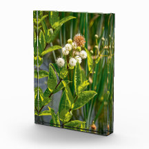 ポンドサイドエレガンス：フラワーイン開花