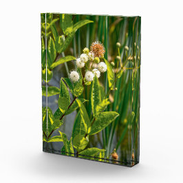 ポンドサイドエレガンス：フラワーイン開花 フォトブロック