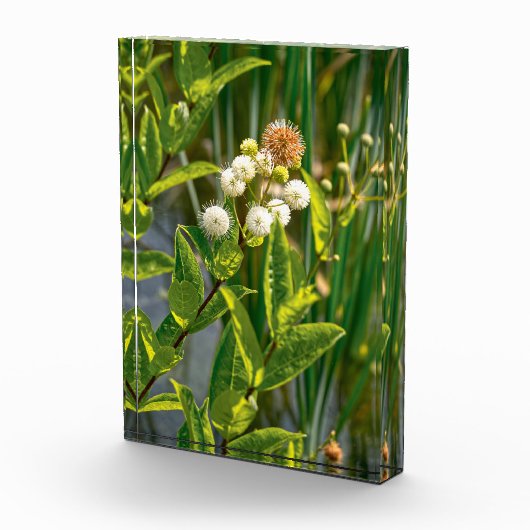 ポンドサイドエレガンス：フラワーイン開花 フォトブロック (右)