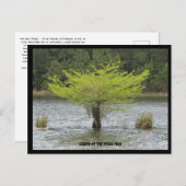 ポンドサイプレス凡例はがき ポストカード (正面/裏面)