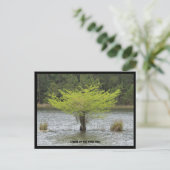 ポンドサイプレス凡例はがき ポストカード (スタンド正面)