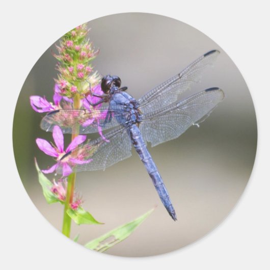 ポンドホーク東部 ラウンドシール (正面)