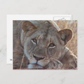 ポンドライオンハガキ ポストカード (正面/裏面)