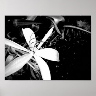 ポンドリリー ポスター